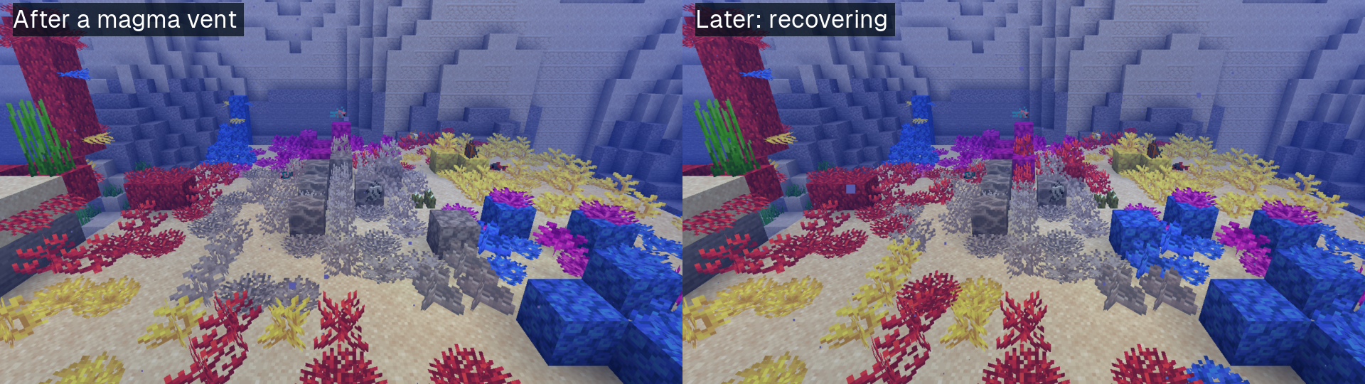 Bleached by a magma vent, then recovering