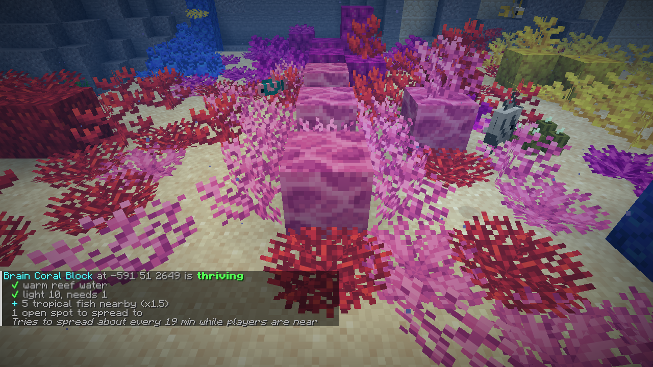 /reef check on a thriving coral